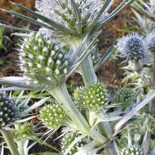 Panicaut de Bourgat Eryngium bourgatii