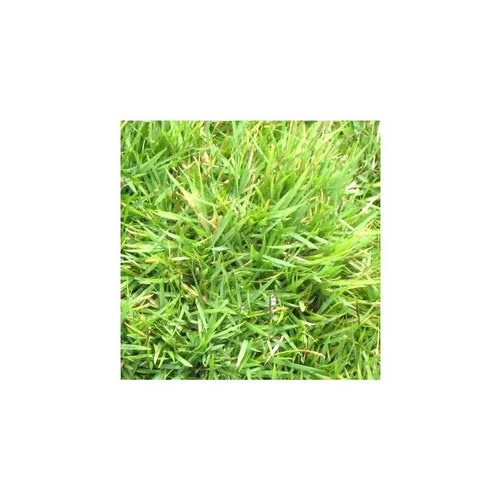 Zoysia Tenuifolia - Le pot de 10,5 cm