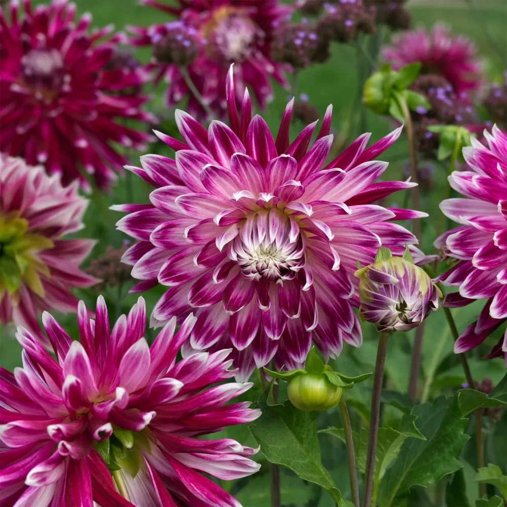 3 Dahlias à grandes fleurs Vancouver Dahlia 'vancouver'