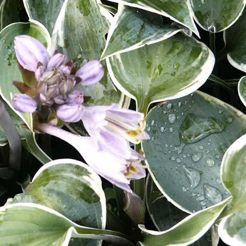Hosta El Nino Hosta hybride el nino