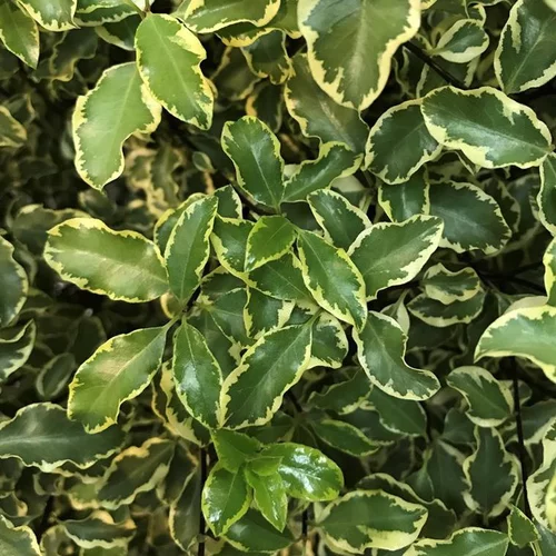 Pittosporum Tenuifolium varié. Le pot de 3 litres