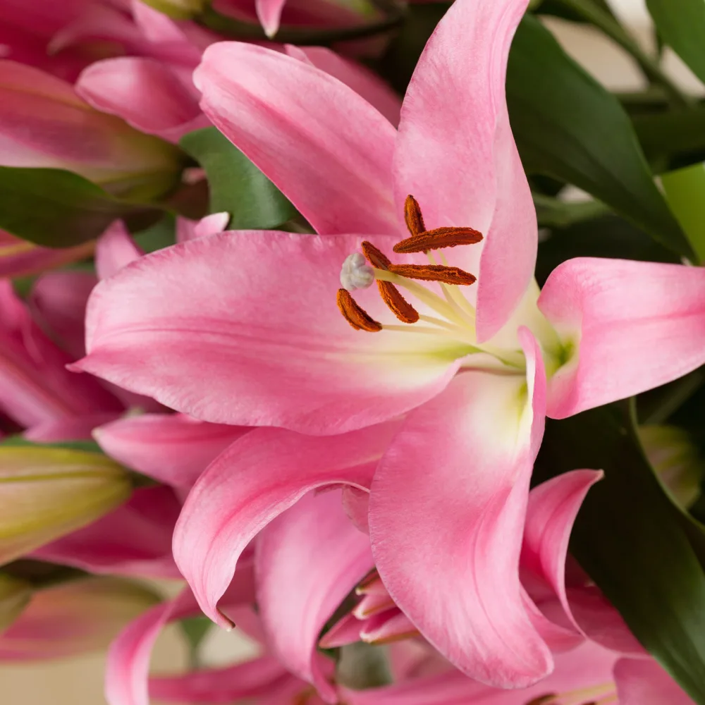 3 Lis Foxtrot Lilium 'foxtrot'