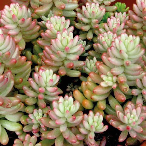 Sedum X Rubrotinctum - Le pot de 9 x 9 cm