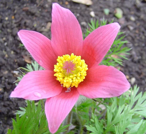 Anemone Pulsatille. Le pot de 1 litre
