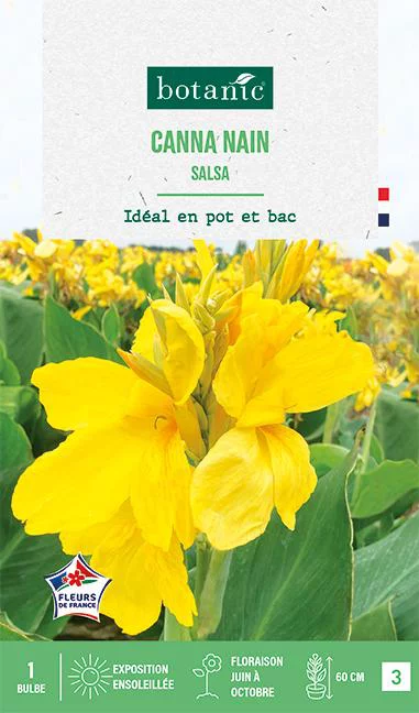 Bulbe de fleurs Canna nain Salsa botanic® - 1 bulbe