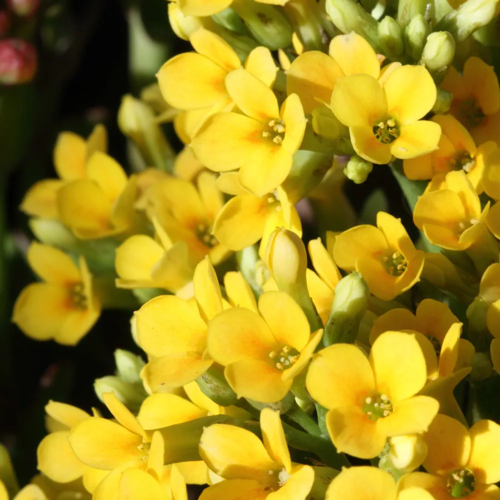Kalanchoe jaune Kalanchoe blossfeldiana
