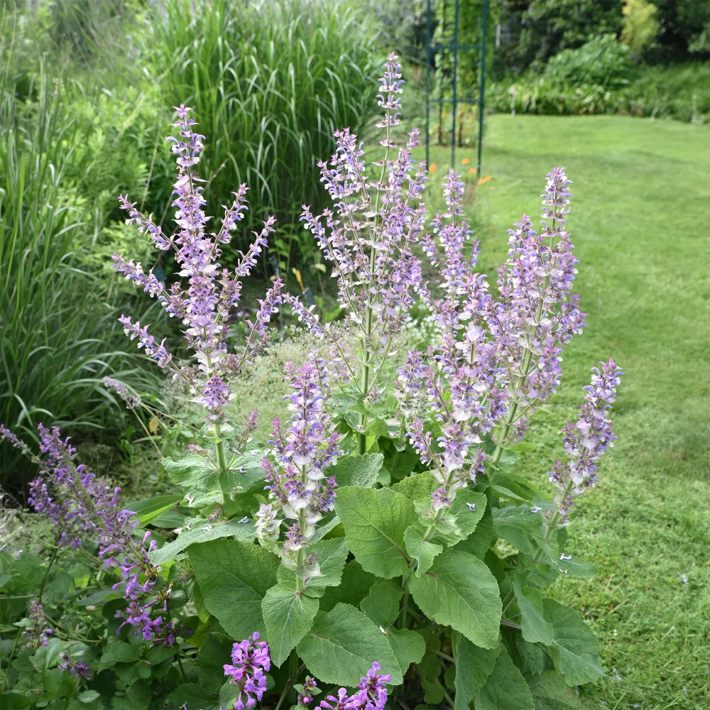 Sauge sclarée Salvia sclarea