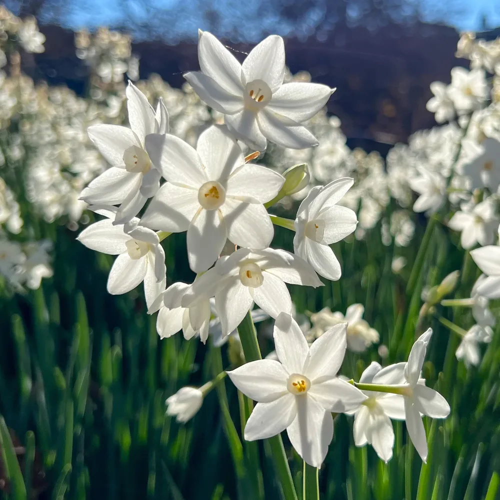 Narcisse Paperwhite Narcissus Paperwhite