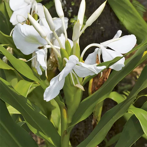 Hedychium coronarium pot de 3 litres