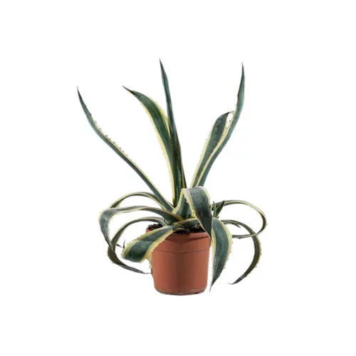 Agave Americana Marginata (Agave Américain Panaché) 40/50 en pot de 9 L jaune