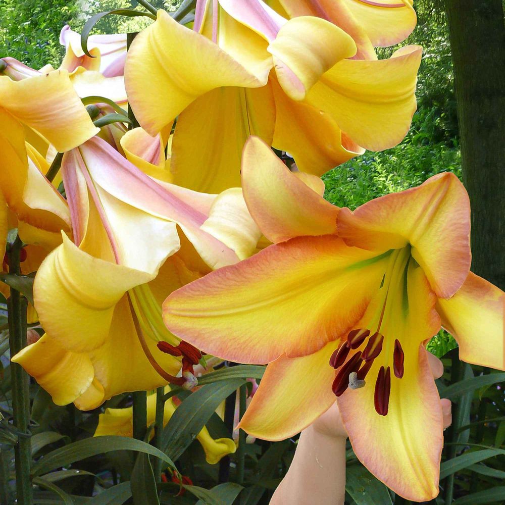 5 Lis géant Rising moon Lilium 'rising moon'