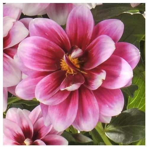 Dahlia nain. Le pot de 16/21 cm