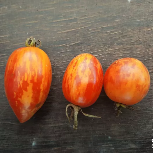 Bio en reproduceerbare zaden van Kerstomaat Bonbon de Gembloux