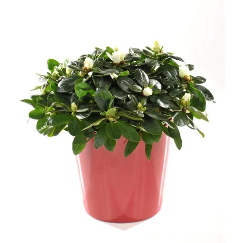 Azalée christine avec cache-pot. Le pot de 13 cm