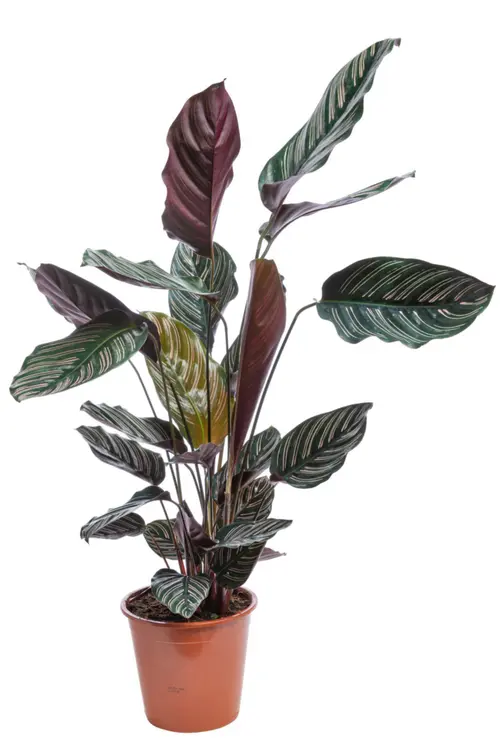 Calathea Ornata rose. Le pot Ø 14 cm