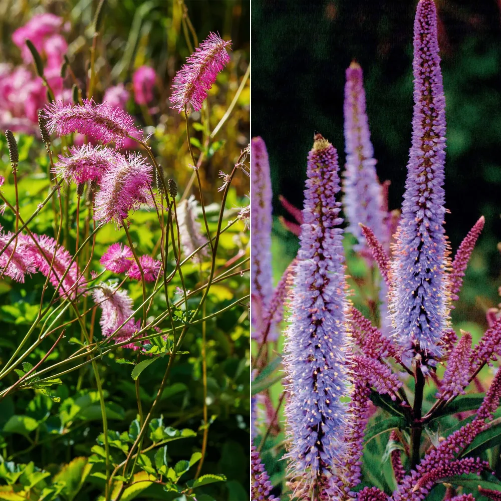 Collection de 5 Pimprenelles et de Veroniques Sanguisorba obtusa, Veronicastrum virginicum Cupid