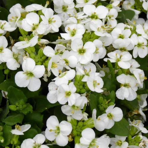 Arabette ou Arabis Caucasica. Le pot de 10,5 cm