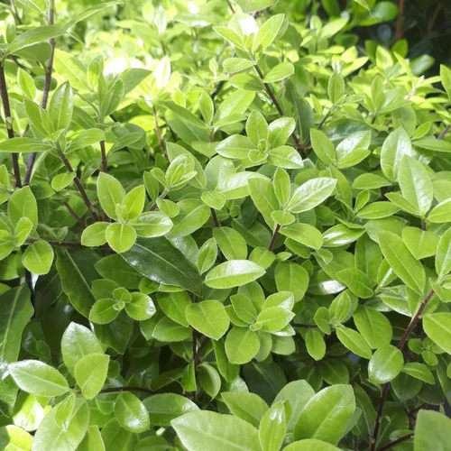 Pittosporum Tenuifolium Golden ball. Le pot de 4 litres