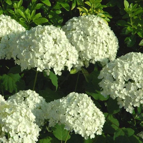 Hortensia Annabelle ou Hydrangea Arborescens blanc. Le pot de 10 litres