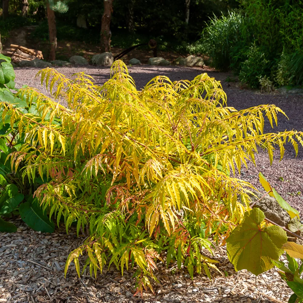 Sumac de Virginie Tiger Eyes Rhus typhina Tiger Eyes