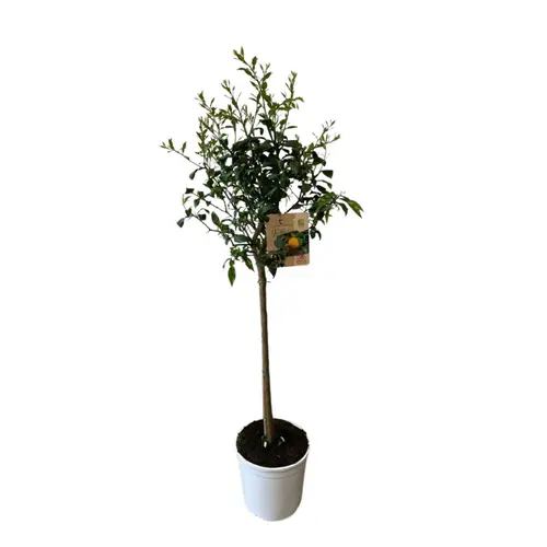Yuzu zéro résidus. Le pot de 9 litres, forme 1/2 tige