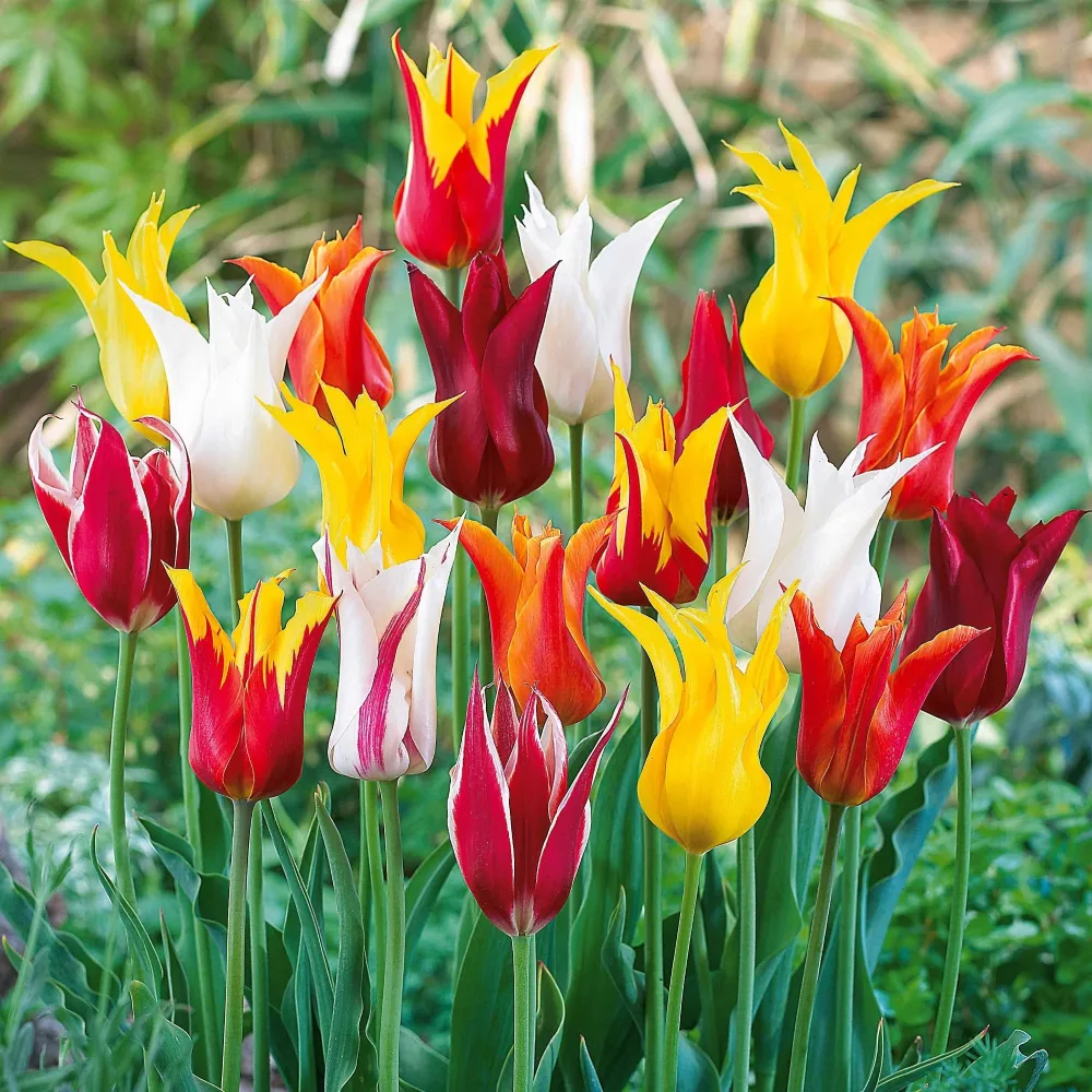 25 Tulipes à fleurs de lis en mélange Tulipa