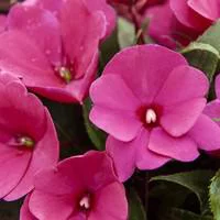 Impatiens de Nouvelle Guinée - La suspension diam 27 cm