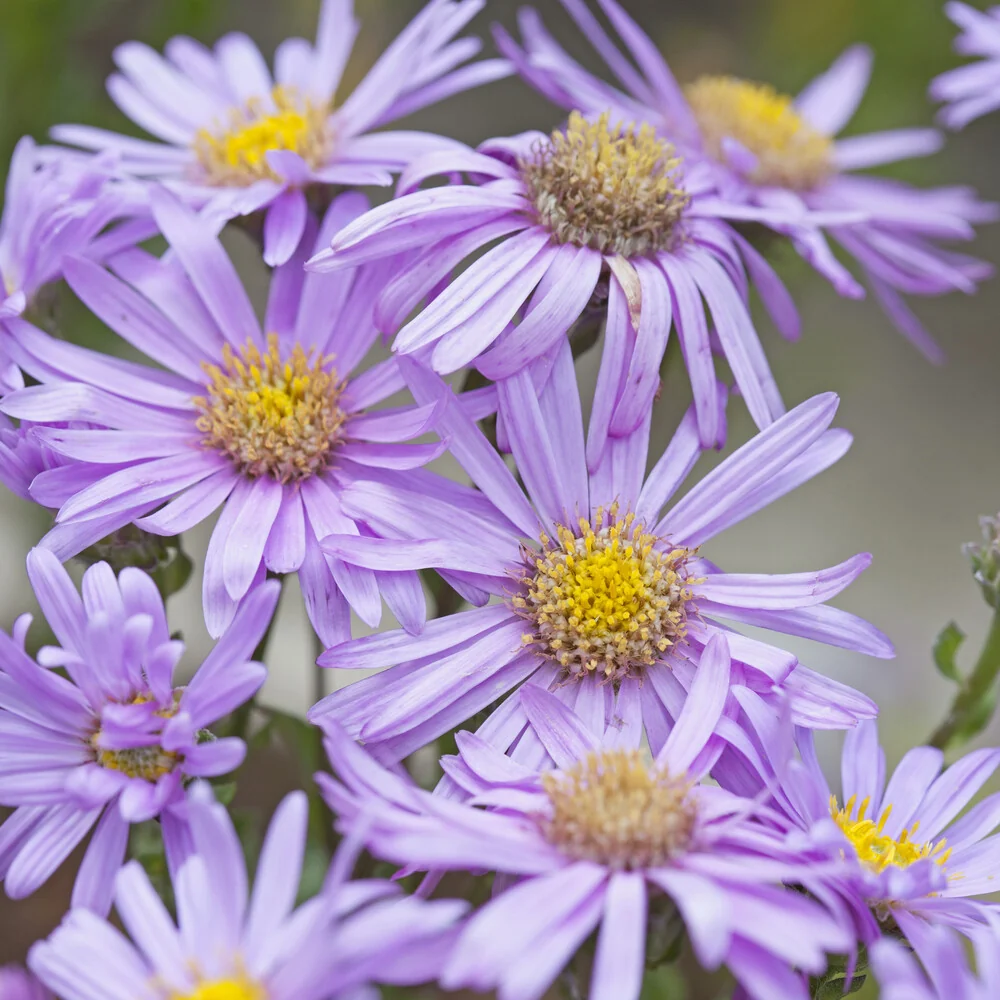 Œils de Christ Rosa Erfüllung - Astérie Aster amellus Rosa Erfüllung