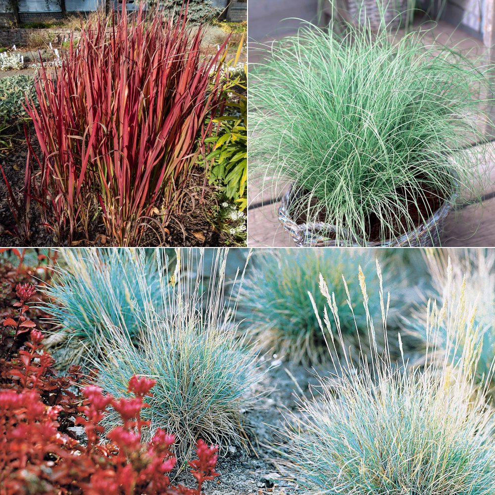 3 Graminées colorées en mélange Imperata cylindrica Red Baron, Carex oshimensis Evergreen, Festuca glauca