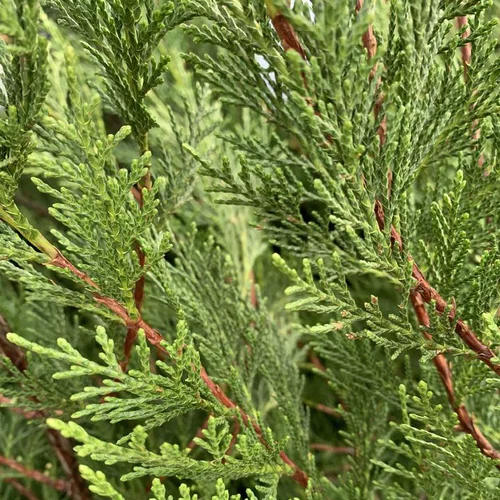 Cyprès de Leyland vert. Le pot de 4,5 litres, 270/250 cm
