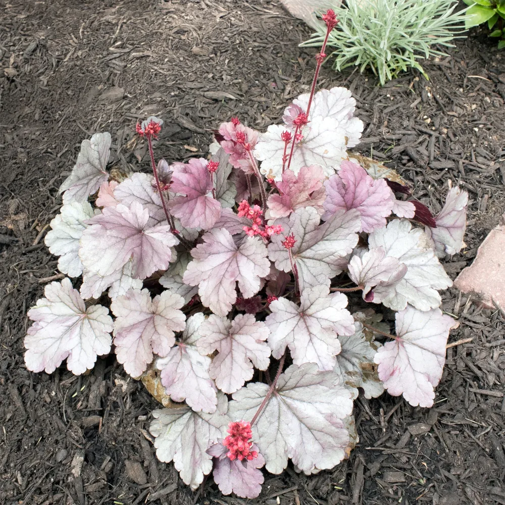 Heuchère Silver Gumdrop Heuchera silver gumdrop ( dolce series )