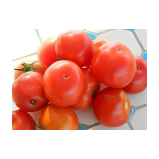 Biologische zaden van Tomaat Joyau d’Idaho