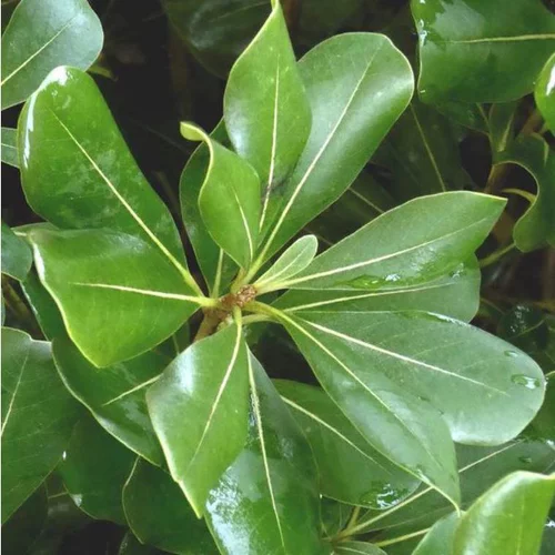 Pittosporum Tobira. Le pot de 30 litres