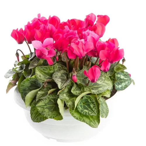Cyclamen à grosses fleurs multicolores - La coupe Ø 27 cm