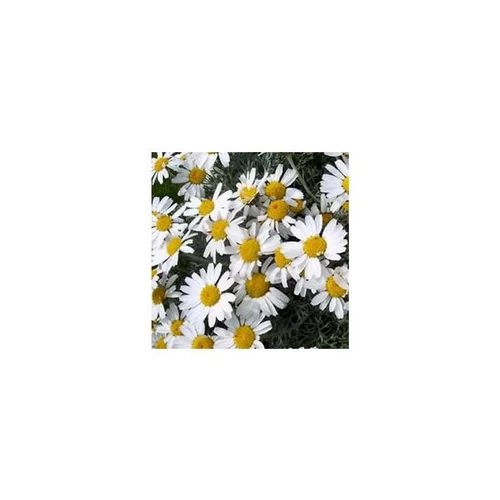 Rhodanthemum - Le pot de 1 litre