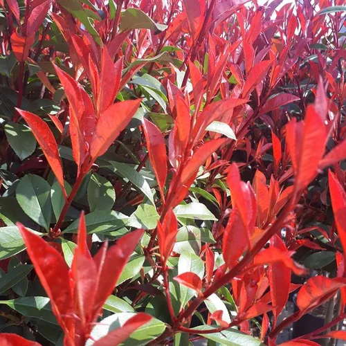 Photinia Fraseri Carré rouge Touffe en pot de 15 L