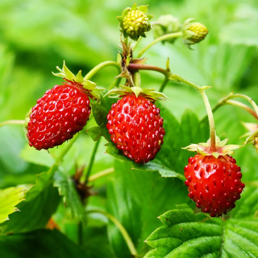 Fraisier des bois Fragaria vesca