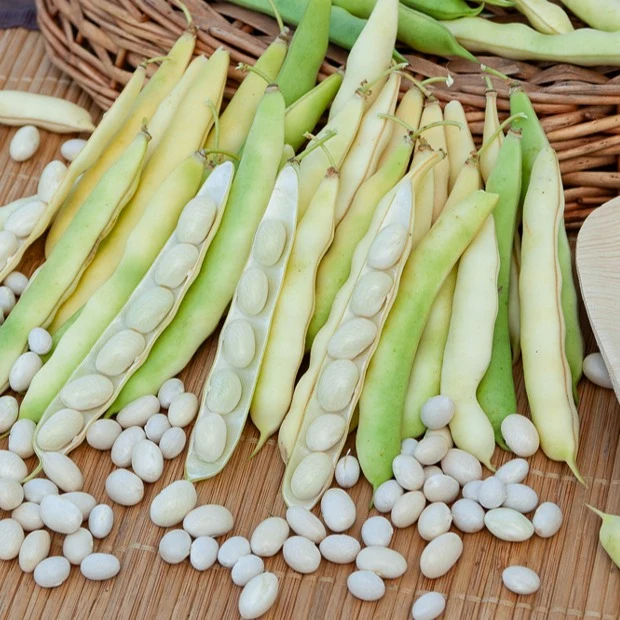 Haricot Coco nain blanc précoce Phaseolus vulgaris coco blanc précoce