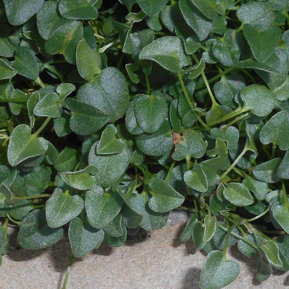 Falkia Repens Falkia repens
