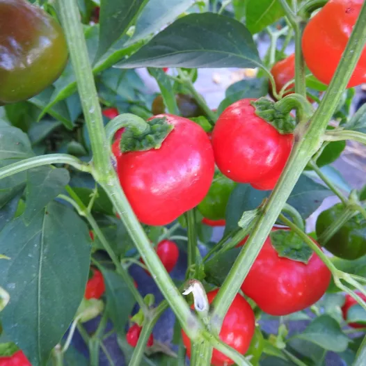 Biologische zaden van Paprika Mini Bell rood