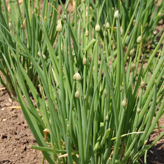 Grove bieslook zaden bio | Aromatische kruidenzaden