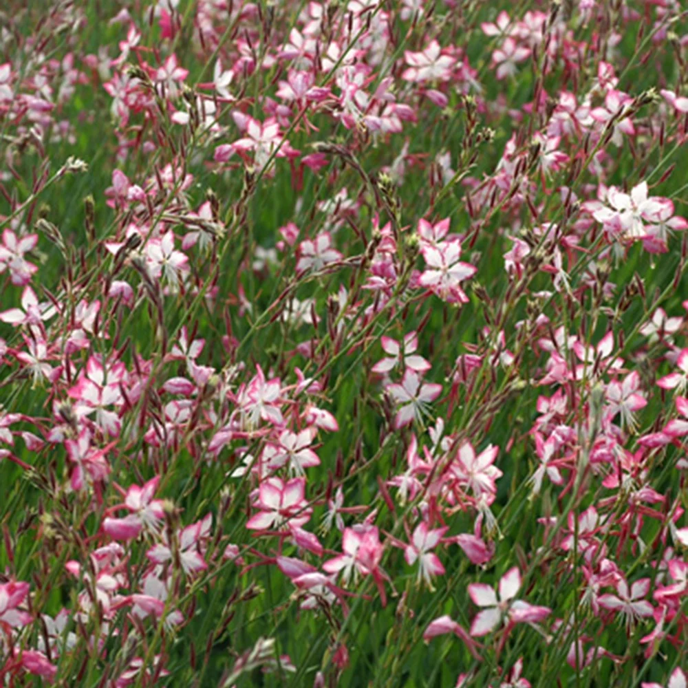 Gaura Rosyjane Gaura lindheimeri rosyjane ®