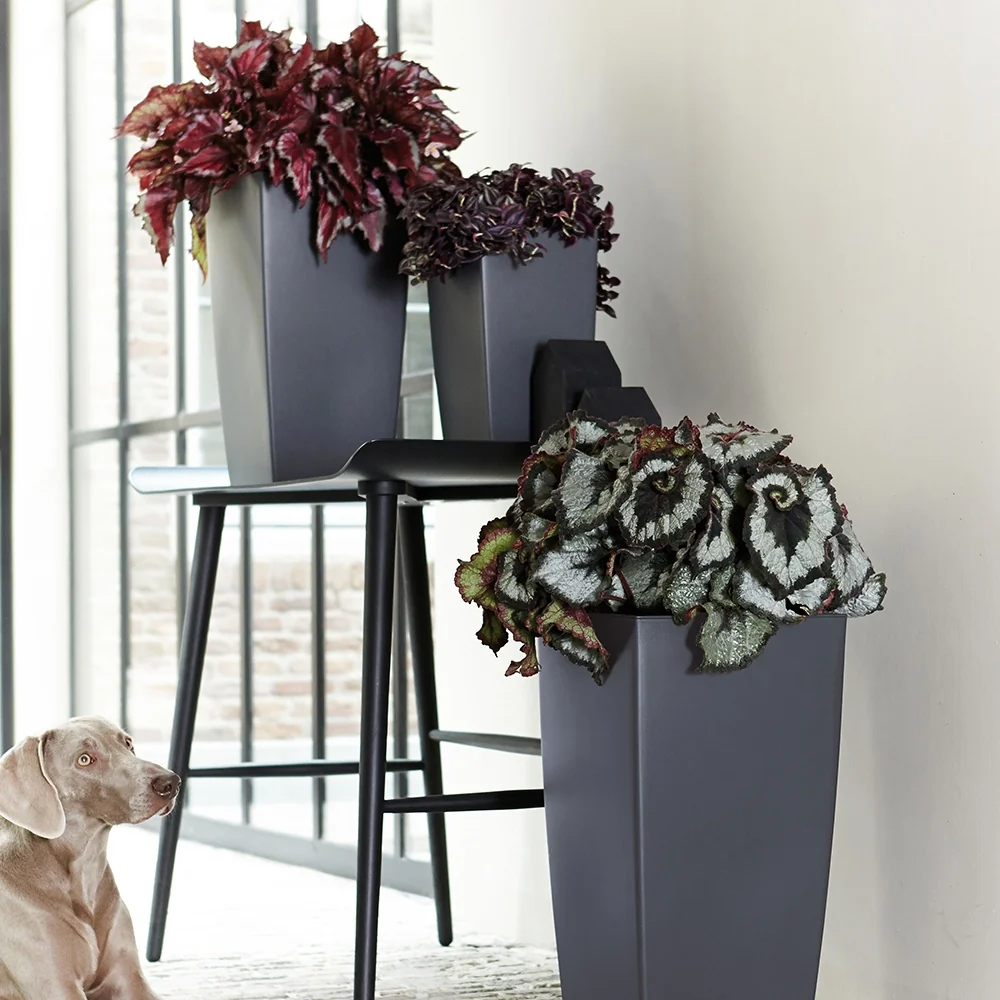 Bégonia Evening Glow Begonia beleaf evening glow
