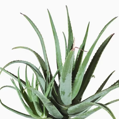 Aloe Vera - Le pot de 9 cm