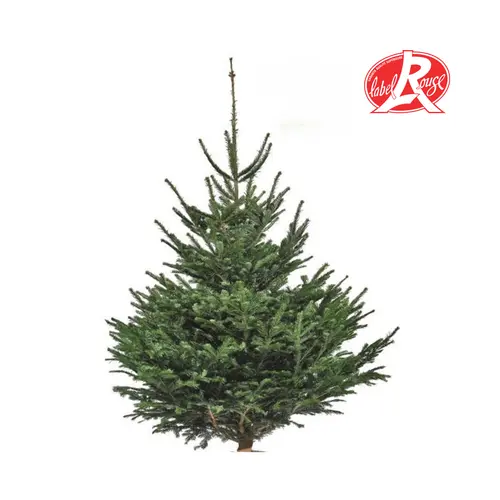 Sapin de Noël naturel coupé Label Rouge Nordmann - de 200 à 250 cm