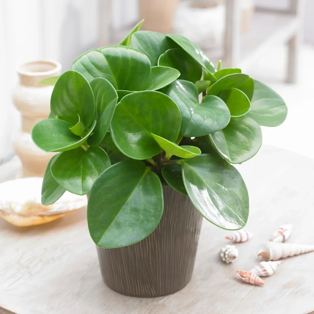 Peperomia Green Peperomia green