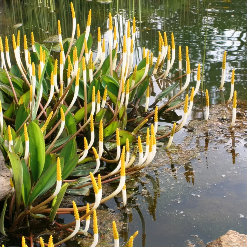 Plante bougie Orontium aquaticum