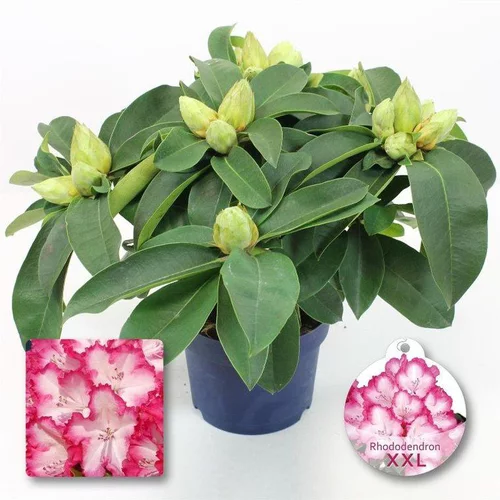Rhododendron XXL. Le pot de 4 litres