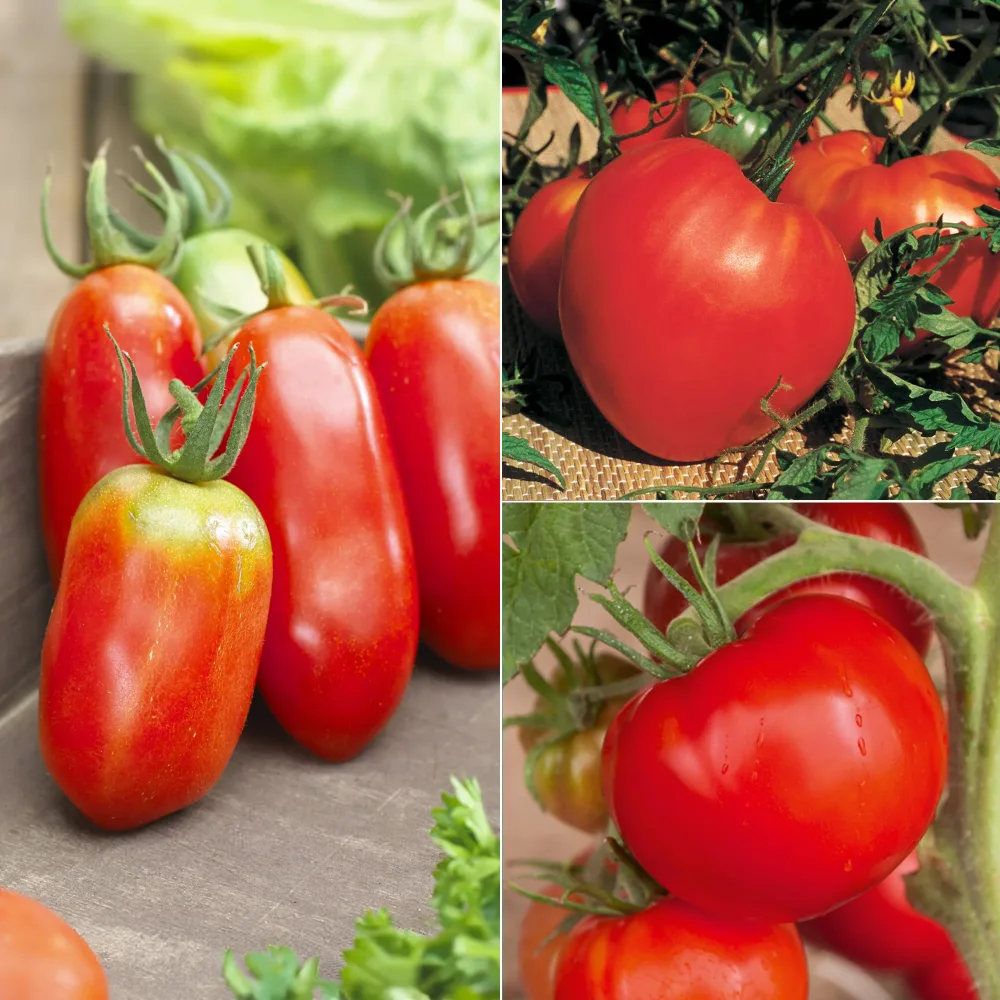 Collection de Tomates savoureuses Collection 3 tomates savoureuses (coeur de boeuf, saint pierre, san m
