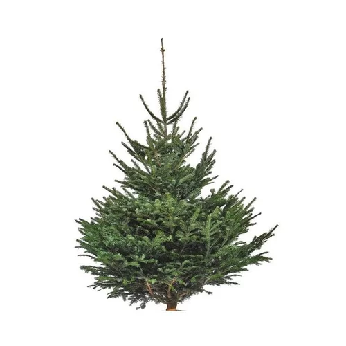 Sapin de Noël naturel coupé Nordmann - de 80 à 100 cm